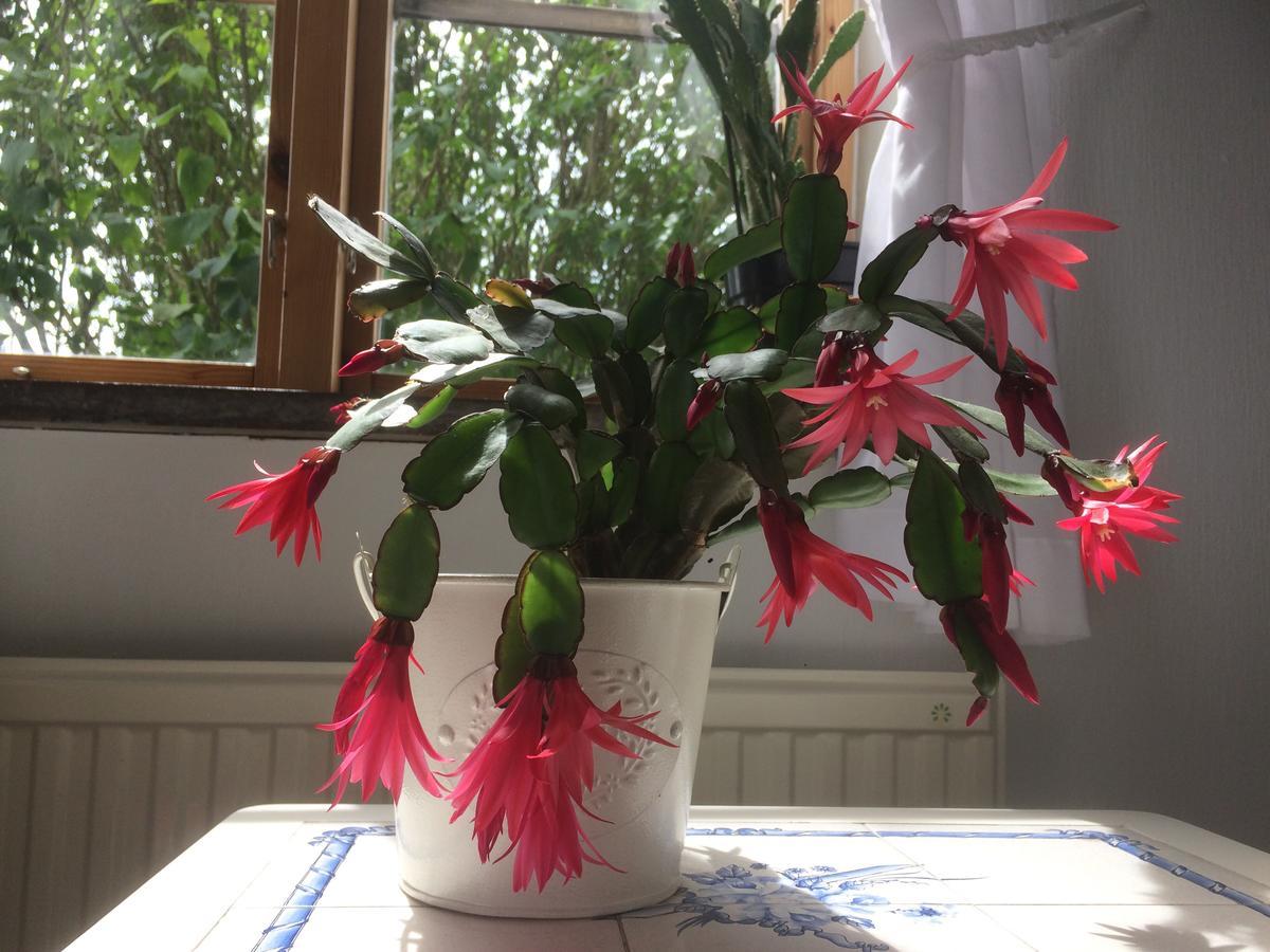 Garden Mellan Slotten Svarte 외부 사진